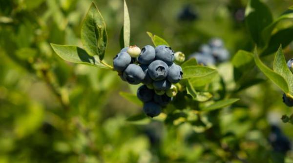 de la ferma la raft afinele bio romanesti care pastreaza gustul naturii prin stiinta