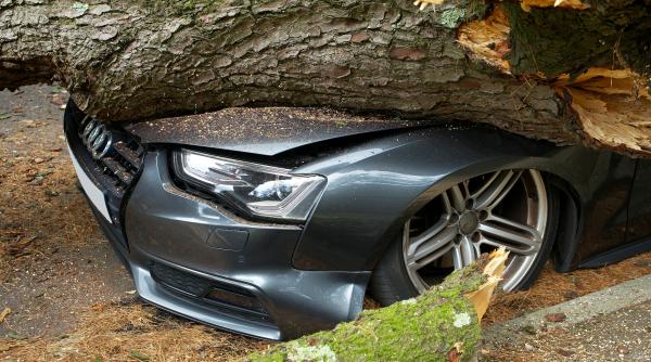 ce faci cand copacul cade pe masina ta liderul unsar raspuns