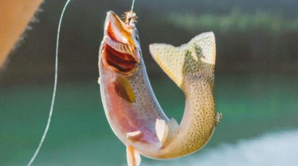 pastrav urias prins de renumitul pescar vasile ilea foto in articol