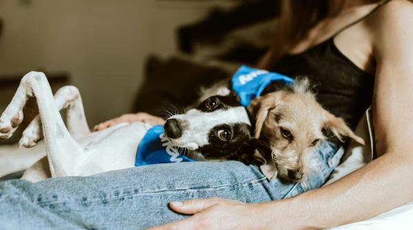 mit spulberat despre caini si legea care ii protejeaza intr o tara din europa