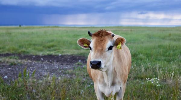 fngcimm anunt privind creditele pentru fermierii crescatori de animale