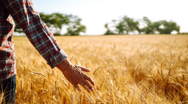 romania productie record in agricultura in 2025 an exceptional ce poate creste pib ul cu pana la 6 7prc florin barbu nu a fost asa in ultimii 30 de ani