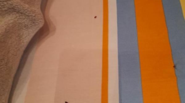 adevaratul pericol al plosnitelor de saltea ce risti daca te cazezi intr un loc infestat