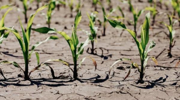 seceta record in europa si in regiunea mediteraneeana romania nivel de afectare de 51 la suta