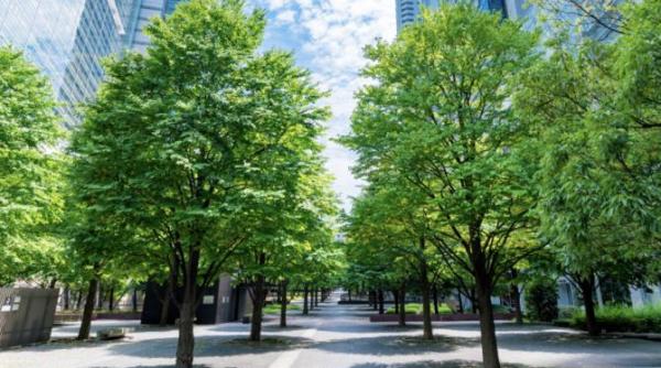 cand asfaltul devine toxic si umbra salveaza orasul