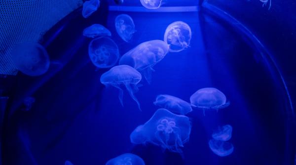 patru reactoare nucleare din franta oprite din cauza unei invazii masive de meduze