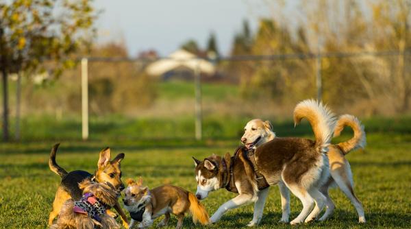 avertisment pentru stapanii de caini aceste rase iubite risca probleme grave de sanatate explicatiile unui medic veterinar