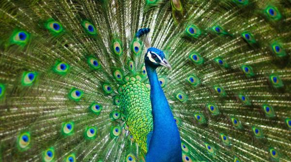 descoperire uimitoare despre pauni pot emite lasere din penele cozii