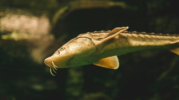 fosile vii in pericol romania ultima reduta a sturionilor in europa patrimoniu pe cale sa dispara