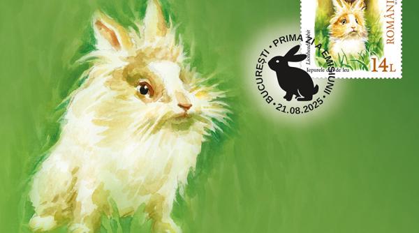 iepurii torc ca pisicile si depasesc in fuga un automobil care circula cu viteza legala