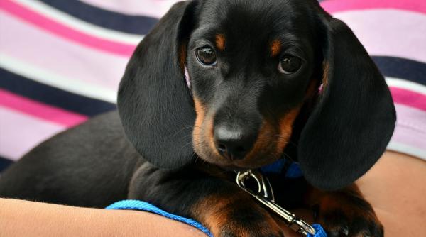 vrei sa cumperi un catel 74prc din anunturile de vanzare au fost dezactivate de olx