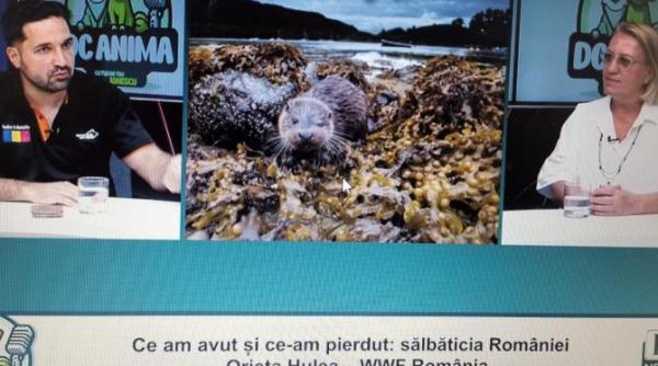 salbaticia pierduta a romaniei orieta hulea directoarea wwf romania la dc anima video