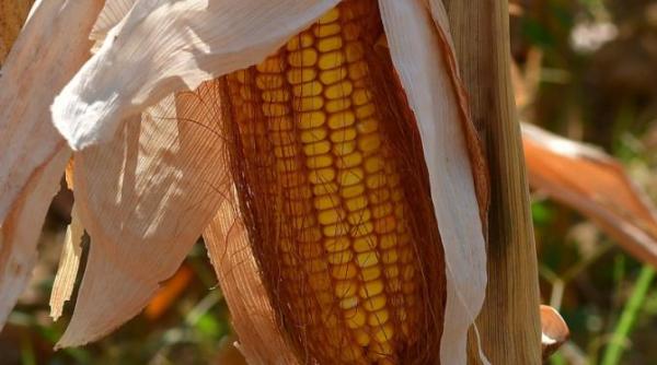 canicula afecteaza economia ue productia de porumb a scazut simtitor