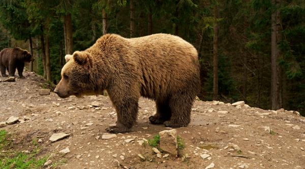 motociclist cetatean strain muscat de urs pe transfagarasan