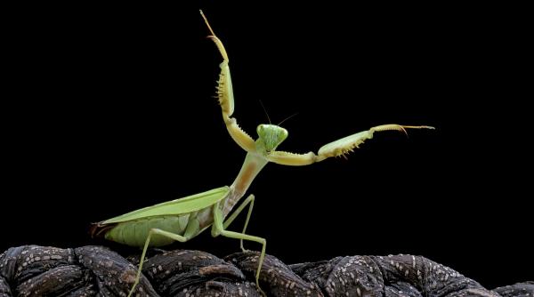 muzeul national de istorie naturala grigore antipa