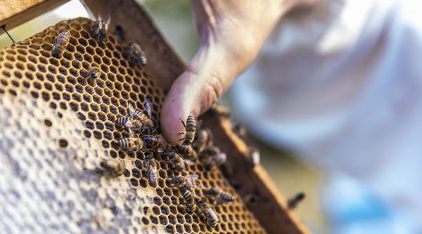 intepaturile de albina pot fi fatale lucrurile pe care sa le faci si sa nu le faci in preajma lor