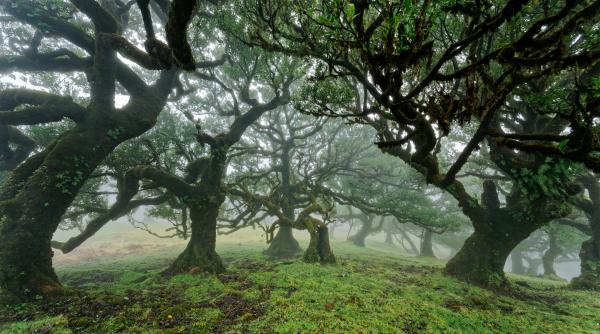 cate hectare de paduri virgine mai are romania comoara pe care riscam sa o pierdem video