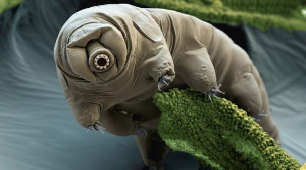 stiati ca tardigradele sau ursuletii de apa singurele organisme vii de pe pamant pe care nu le poti omori fie ca le ingheti radiezi sau trimiti in spatiu