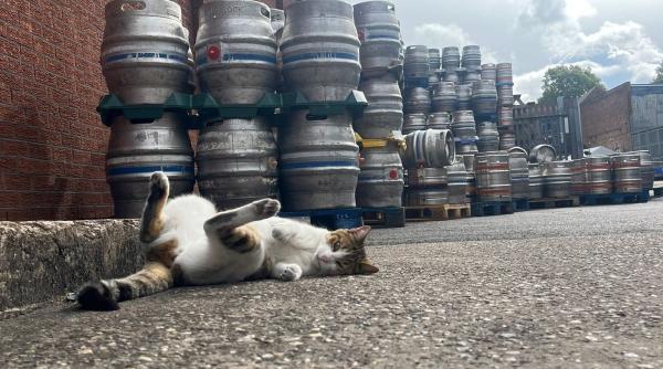 o pisica a fugit de acasa de doua ori pana la un bar aflat la peste 50 de kilometri distanta imagini virale