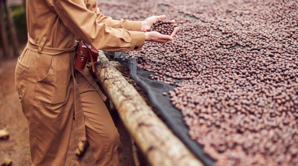 top origini renumite pentru cafeaua de specialitate