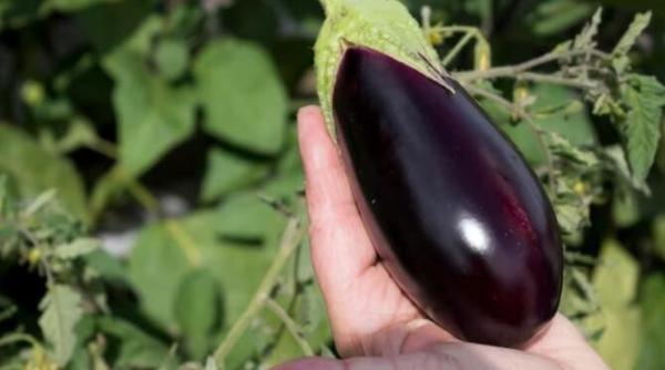 sezonul vinetelor retete simple si diferite pentru a profita la maximum de acest ingredient