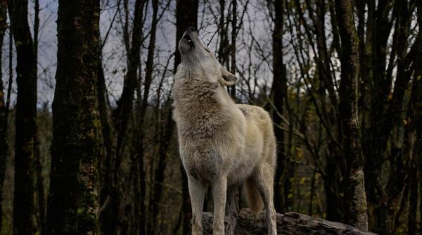 lupul mai util decat omul in padure rol esential in limitarea pestei porcine