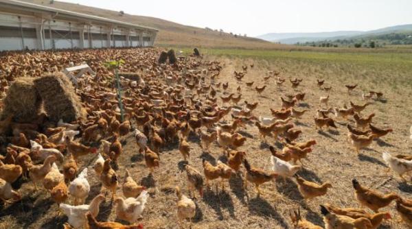 de la ferma la farfurie romanii din vaslui care schimba avicultura din romania