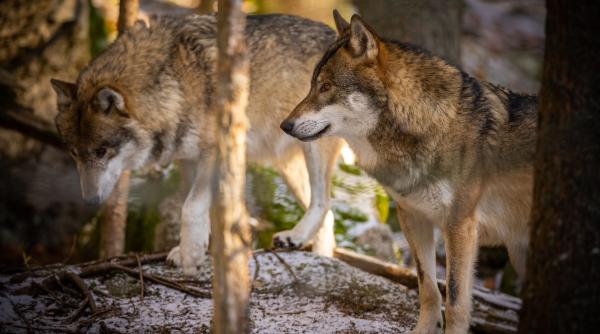de ce lupii nu s au inmultit in romania la fel de mult precum ursii explicatia dr cristian remus papp video