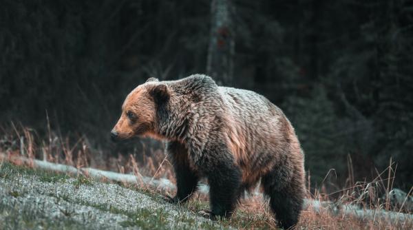 barbat atacat de urs in timp ce lucra pe camp