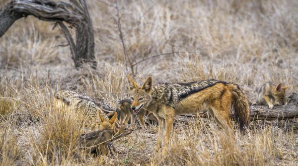  distrugator universal sau gardian al naturii mituri si realitati despre sacal