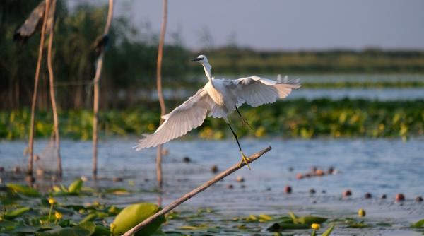 guvernul va reorganiza garda nationala de mediu comisariatul rezervatiei biosferei delta dunarii dispare