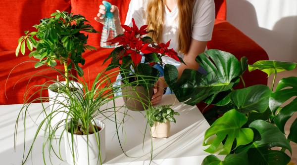 planta de apartament care aduce noroc si purifica aerul o ai si tu