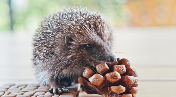 o femeie din buzau a ajuns la urgente a fost muscata de un arici pe care l a confundat cu o pisica