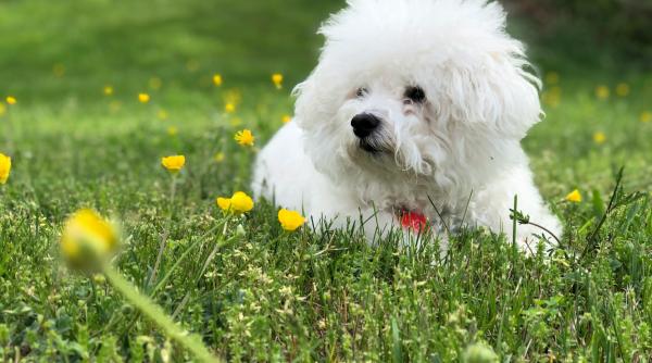 prietenie de neclintit intre un roman si un caine cu suflet de erou patrupedul a condus oamenii spre trupul neinsufletit al stapanului