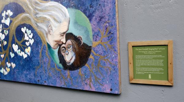 pierdere uriasa pentru stiinta a murit jane goodall