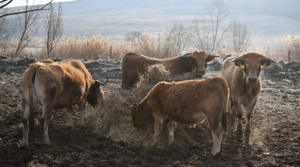 masuri de protejare a animalelor in judetele aflate sub cod rosu