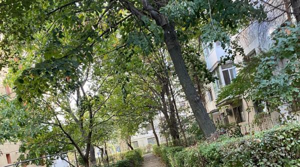 copac prabusit dupa ani de sesizari ignorate in sectorul 6 primaria a emis avizul in ziua in care arborele a cazut