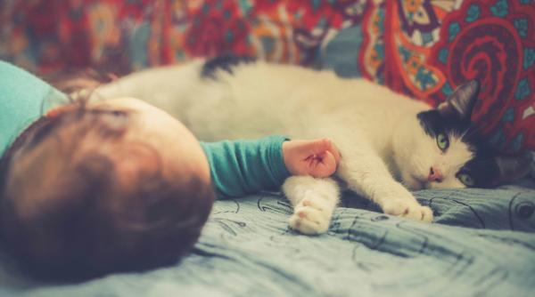 pisica si bebelusul pot trai fericiti sub acelasi acoperis sfaturile primite de o romanca de la ginecologul ei american