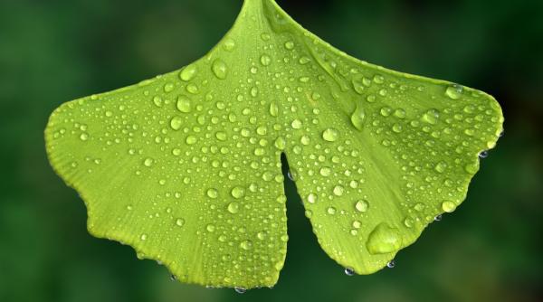 cum va arata mancarea viitorului mihalea bilic explica ce sunt adaptogenii si nootropicele