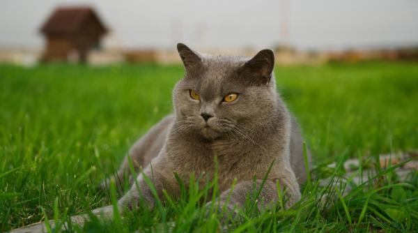 romania se pregateste sa fie capitala mondiala a pisicilor adrian dragota invitat la dc anima video