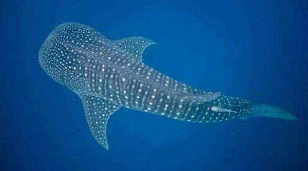 moartea unui rechin balena starneste controverse in orientul mijlociu