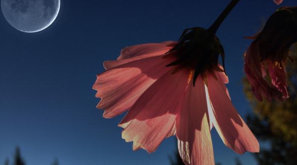 luna noua in balanta patru zodii o pot lua de la capat