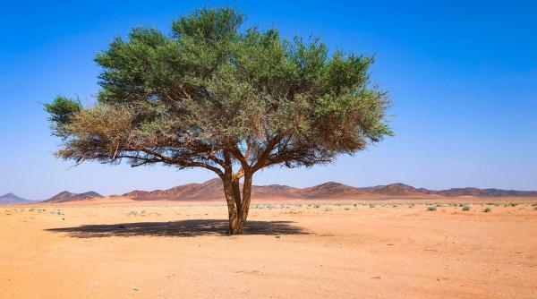 ordinea ascunsa din desert cercetatorii explica misterul plantelor din zonele aride