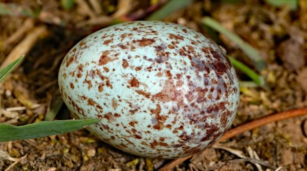 un ou de dinozaur vechi de 70 de milioane de ani a fost gasit perfect conservat ar putea contine un embrion intact