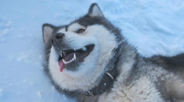 clima si dieta secretele din spatele diferentelor dintre cainii nordici si mediteraneeni