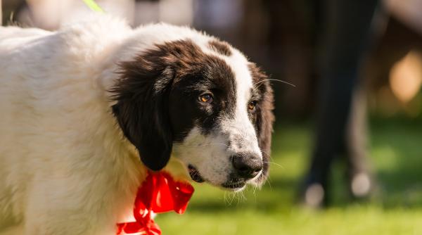 ciobanestii romanesti celebrati in cadrul galei ciobanestilor romanesti si campionatului national al ciobanestilor romanesti 2025