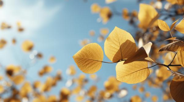 finalul lunii octombrie aduce temperaturi foarte ridicate elena mateescu ne apropiem de pragul unei zile de vara