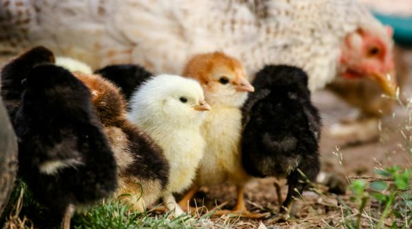 romania cel mai mare producator si exportator de pui din ue ministrul agriculturii detalii mai putin cunoscute video