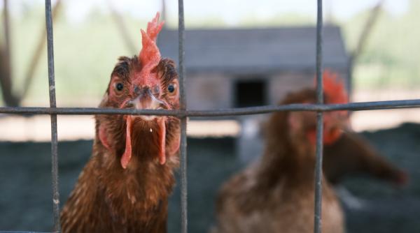 afaceristul fanel bogos acuzat de dna ca a pus in piata pui cu salmonella ar fi vrut sa decapiteze dsv pentru asta