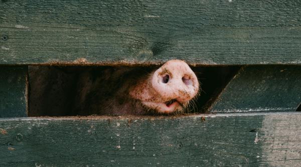atentie mistret surprins langa mall baneasa din bucuresti video
